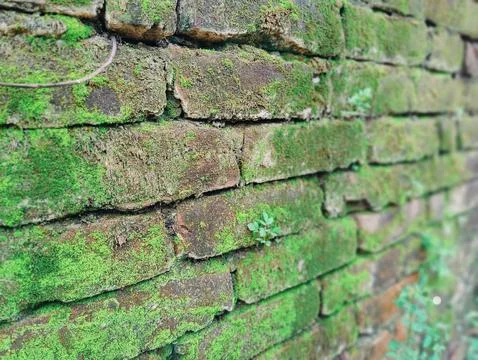A close-up of an old brick wall covered in vibrant green moss with growing .. Fotos de archivo