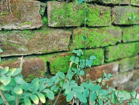 A close-up of an old brick wall covered in vibrant green moss with wild pla.. Fotos de archivo
