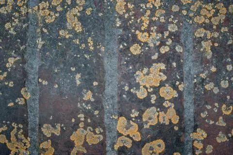 Close-up of old bricks with lichen Stock Photos