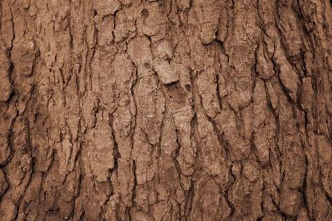 Close up of Old brown tree Bark,background texture. Stock Photos