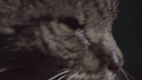 Close-up old cat head Stock Footage 171335542