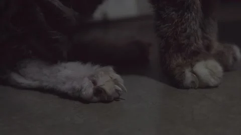 Close-up old cat paws Stock-Footage 171335202