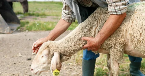 Close up of old Caucasian gray-haired male shepherd holding and stroking sheep Stock Footage 139514994