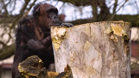 Close up of an old chimpanzee Stock Footage 270611168