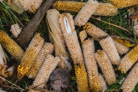 Close-up of old corn left in the field after harvest Stock Photos