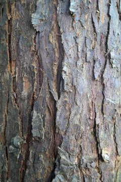 Close up of old cracked bark 스톡 사진