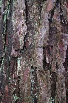 Close up of old cracked bark Stock Photos