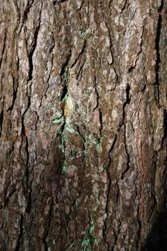 Close up of old cracked bark 스톡 사진