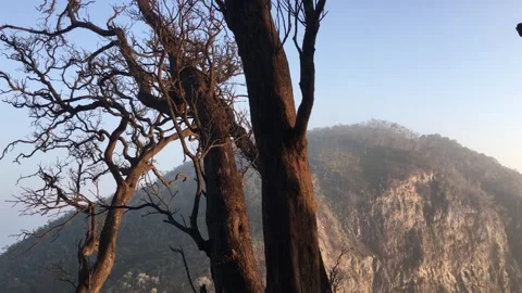 Close Up of Old Dead Tree Branches with Majestic Mountain Cliff Stock Footage 346740438