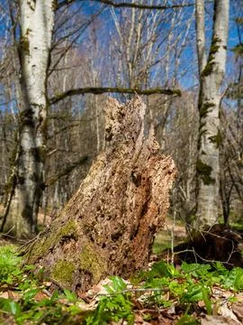 Close up of an old decaying tree stump covered with green moss Fotos de archivo