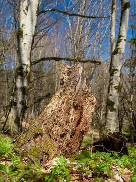 Close up of an old decaying tree stump covered with green moss Fotos de archivo