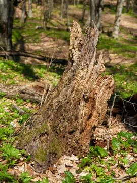 Close up of an old decaying tree stump covered with green moss Fotos de archivo