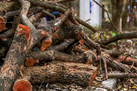 Close-up of old decrepit trees and wooden stakes in an old residential area Фото