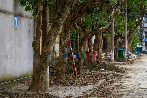 Close-up of old decrepit trees and wooden stakes in an old residential area Stock Photos