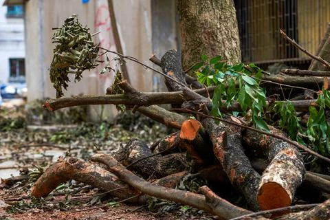 Close-up of old decrepit trees and wooden stakes in an old residential area Stock Photos