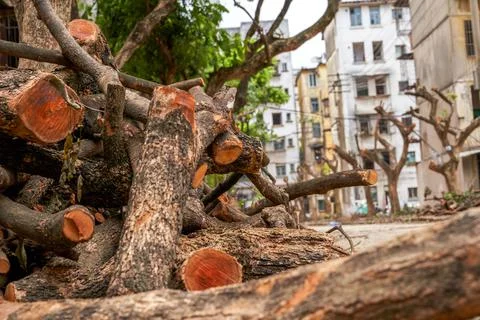 Close-up of old decrepit trees and wooden stakes in an old residential area Stock Photos