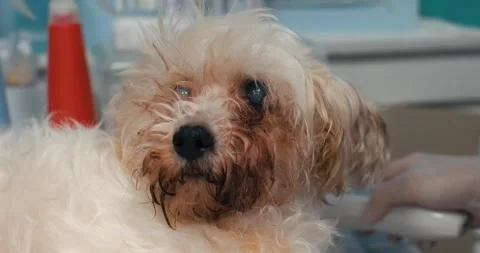 Close-up An old dog with glaucoma and cataracts in both eyes is seen by a Stock Footage 275553380
