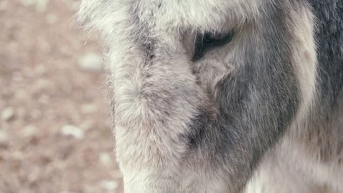 Close Up of an Old Donkey Stock Footage 73722244