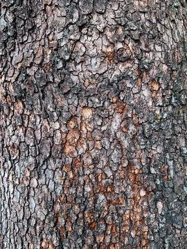 Close up Old dry tree brown bark background and texture Stock Photos