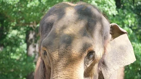 Close-up of an old elephant on a background of green trees. A family of mammals Stock-Footage 252743395