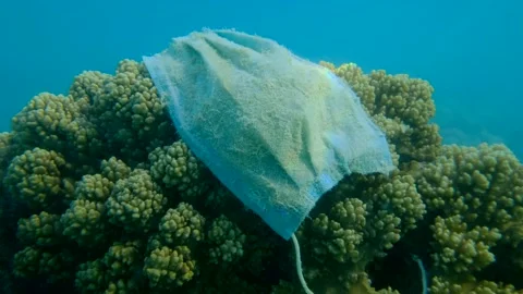 Close-up of Old face mask lie on coral reef of the Red Sea. Stock Footage 142932773