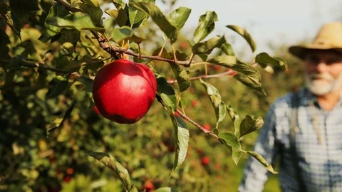 Close up of old farmer picking up red ripe apples from the tree and putting them Stock Footage 82633393