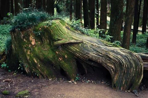 Close up of the old giant root with moss in the forest in Alishan National Fo Stock Photos