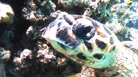 Close-Up of an Old Green Sea Turtle Leaving the Reef While Territorial Farmerfis Stock Footage 340251467