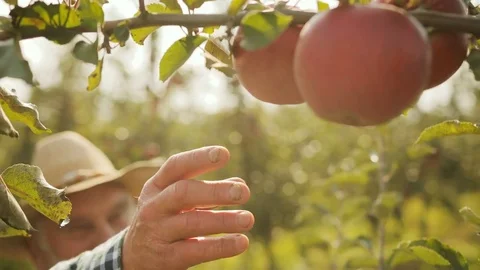 Close up of old grey haired caucasian man plucking up ripe apples from the tree Stock Footage 82633476