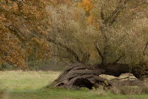 Close-Up of an Old Horizontal Tree in Drenthe Nature Reserve Stock Photos