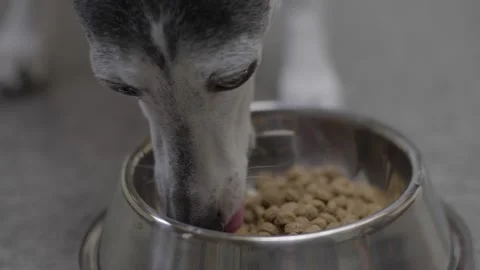 Close up old italian greyhound eats kibble Stock Footage 313908896