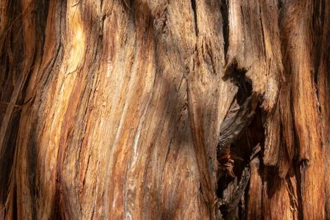 Close up of an old juniper tree Stock Photos