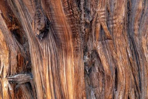 Close up of an old juniper tree Stock Photos