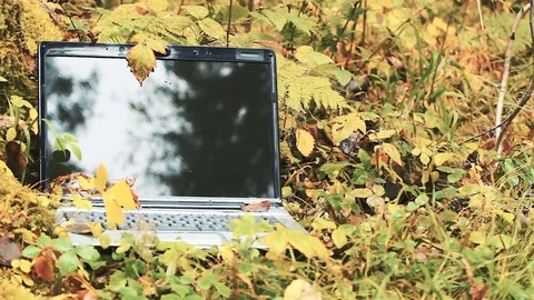 Close-up of an old laptop left in the grass. autumn forest Stock Footage 80983955