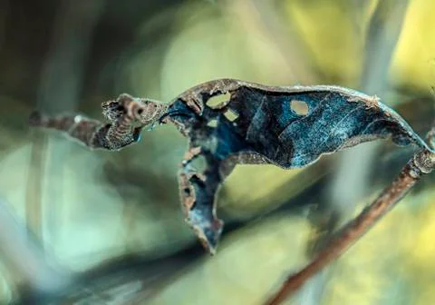 Close up of an old leaf Stock Photos