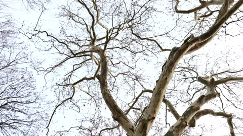 Close up of old leafless tree Stock Footage 296798882