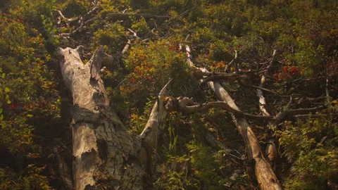 Close-up of an old log in the forest at sunset. 스톡 동영상 115665772