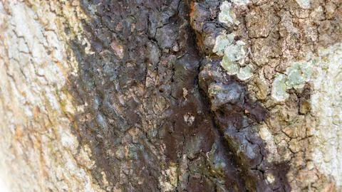 Close up of old mango bark shows deep lines, cracks, pattern and peeling fibe Stock Photos