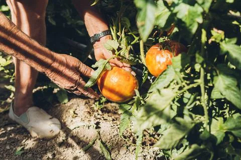 Close-up of an old man's hands about to harvest ripe tomatoes from his orchar Stock Photos