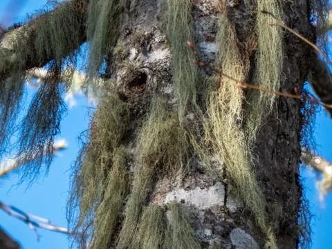 Close up of old mossy tree trunk Stock Photos