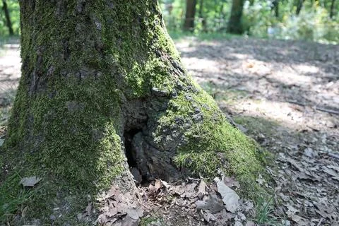 Close up of old mossy tree trunk with dry leaves in natural forest Stock Photos