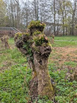 Close-up of an Old Mossy Tree Trunk in a Green Spring Meadow Photography Stock Photos