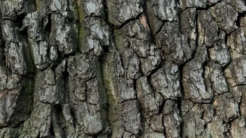 Close up of old oak bark with cracked texture. Detailed natural pattern Stock Footage 334152569