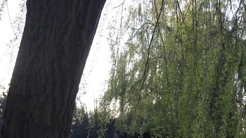 Close up of an old oak tree, Reading, Berkshire, England 스톡 동영상 105133842