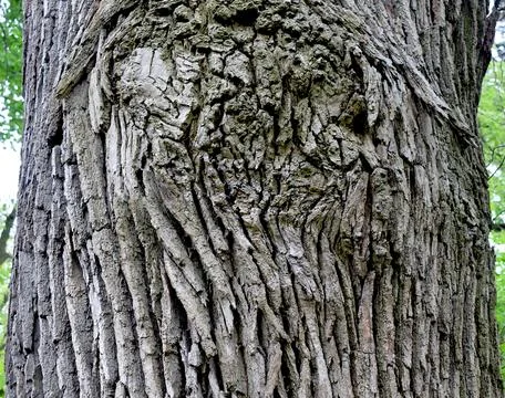 Close-up of an old oak trunk with old, healed damage. Foto stock