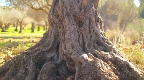 Close up of old olive tree Vídeo Stock 59347879