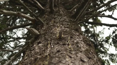 Close up of Old Pine Tree in Motion 스톡 동영상 58574559