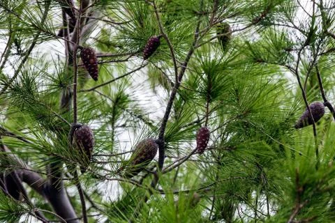Close up of an old pine tree Stock Photos