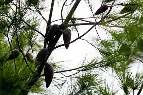 Close up of an old pine tree Stock Photos