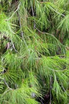 Close up of an old pine tree Stock Photos